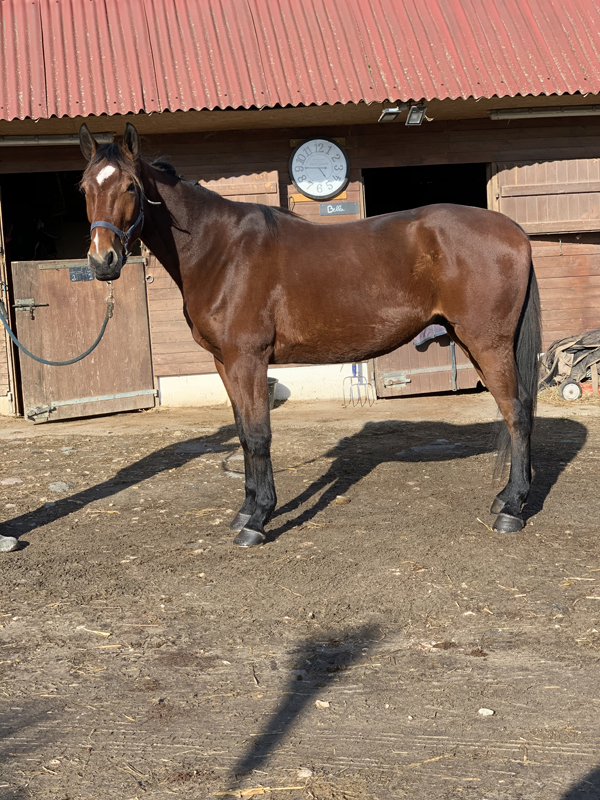 trotteur a vendre reforme